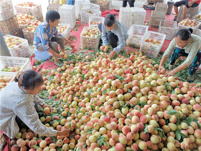 河坝:做强水果产业 果农喜获丰收